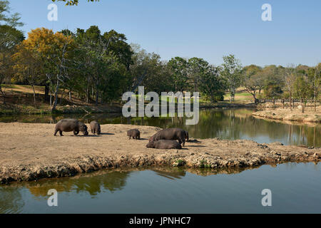 Nilpferd Teich am Sabie River Sun - Kälber und Erwachsene aus dem Wasser "Weiden" Stockfoto