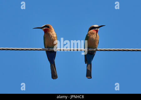 White-fronted Bienenfresser (Merops Bullockoides) - sein und ihr paar thront auf Draht Stockfoto