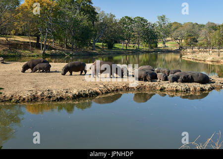 Nilpferd Teich am Sabie River Sun - Kälber und Erwachsene aus dem Wasser "Weiden" Stockfoto