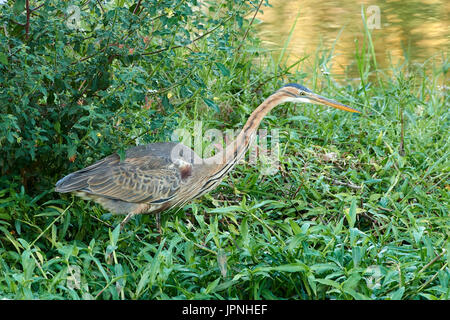 Reiher (Ardea Purpurea) stalking Fisch im Riedbettbereich lila Stockfoto