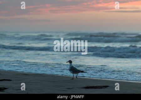 Ansicht von Seagull Walking am Strand mit rosa Wolken im Hintergrund hautnah Stockfoto