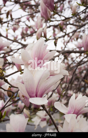 Nahaufnahme von Magnolia rosa und weißen Blüten im Frühling in Japan. Geringe Schärfentiefe. Stockfoto