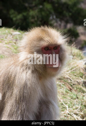 Nahaufnahme eines Schnee-Affe oder japanischen Makaken im Profil sitzt auf einem grasbewachsenen Hügel in Japan. Stockfoto