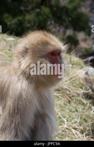 Nahaufnahme eines Schnee-Affe oder japanischen Makaken im Profil sitzt auf einem grasbewachsenen Hügel in Japan. Stockfoto