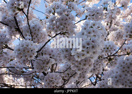 Nahaufnahme von blass rosa Kirschblüten auf einem Baum in Japan. Von unten fotografiert. Stockfoto