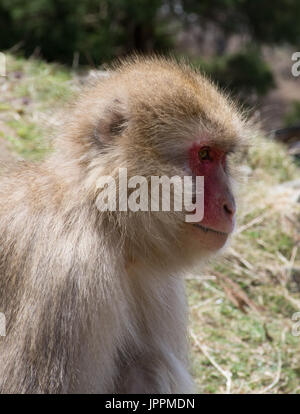 Nahaufnahme eines Schnee-Affen im Profil in der Wiese sitzen. Affe wird nachdenklich. Stockfoto