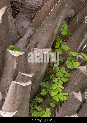 Nahaufnahme des getrimmten Palmzweige und grünen Klee. Stockfoto