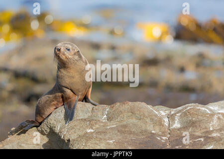 New Zealand Seebär (Arctocephalus Forsteri) oder südlichen Seebären oder Kekeno in Neuseeland Stockfoto