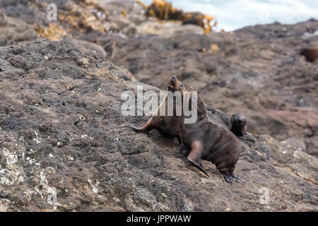 New Zealand Seebär (Arctocephalus Forsteri) oder südlichen Seebären oder Kekeno in Neuseeland Stockfoto