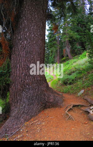 Große Kiefer bewacht den Weg zu White Chief canyon Moskito Seen, Mineral King Valley, Sequoia National Park, Kalifornien, USA Stockfoto