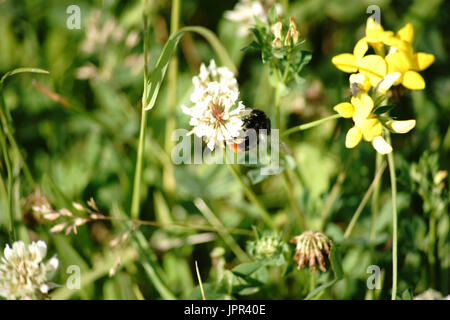 Die Nahaufnahme von einer Hummel beim Nektar sammeln auf eine weiß-Klee Blüte neben Lotusblüten. Stockfoto