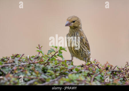 Juveniler Grünfink, stehend auf einem Hedge nach oben nach unten schaut neugierig Stockfoto