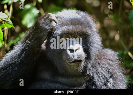 Eine der Agashya Familienmitglieder in die Vulkanberge des nördlichen Ruanda. Stockfoto