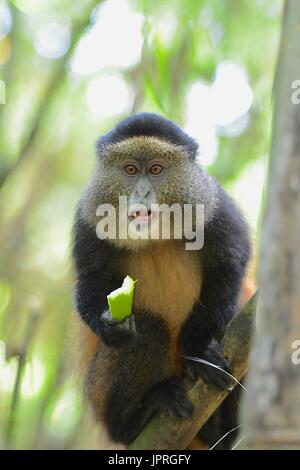 Goldene Affen leben in den virunga Bergen des nördlichen Ruanda. Stockfoto