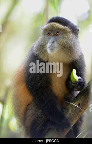 Goldene Affen leben in den virunga Bergen des nördlichen Ruanda. Stockfoto