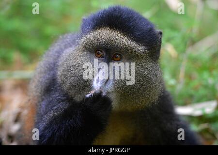 Goldene Affen leben in den virunga Bergen des nördlichen Ruanda. Stockfoto