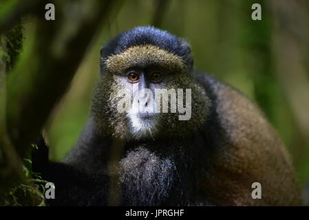 Goldene Affen leben in den virunga Bergen des nördlichen Ruanda. Stockfoto