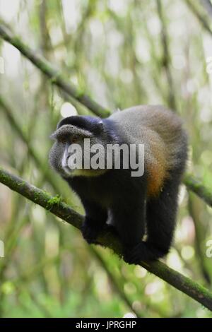 Goldene Affen leben in den virunga Bergen des nördlichen Ruanda. Stockfoto