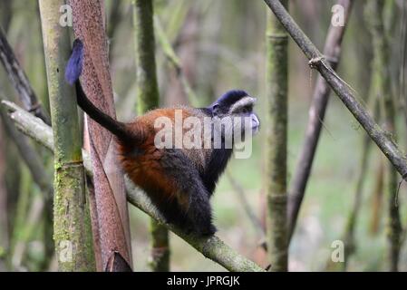 Goldene Affen leben in den virunga Bergen des nördlichen Ruanda. Stockfoto