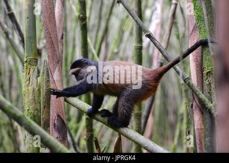 Goldene Affen leben in den virunga Bergen des nördlichen Ruanda. Stockfoto