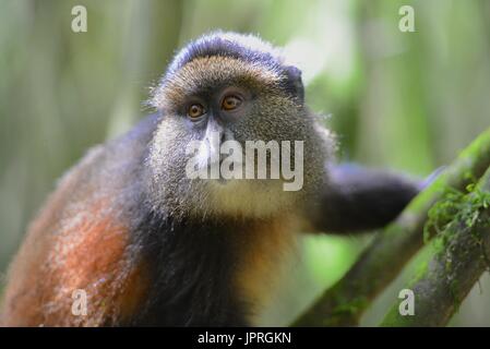 Goldene Affen leben in den virunga Bergen des nördlichen Ruanda. Stockfoto