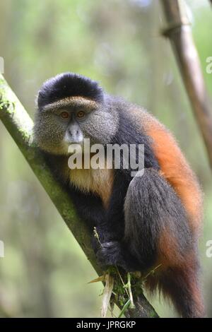 Goldene Affen leben in den virunga Bergen des nördlichen Ruanda. Stockfoto