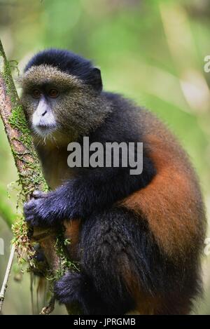 Goldene Affen leben in den virunga Bergen des nördlichen Ruanda. Stockfoto