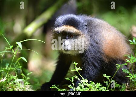 Goldene Affen leben in den virunga Bergen des nördlichen Ruanda. Stockfoto