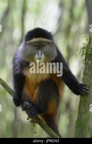 Goldene Affen leben in den virunga Bergen des nördlichen Ruanda. Stockfoto