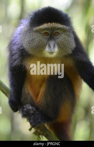 Goldene Affen leben in den virunga Bergen des nördlichen Ruanda. Stockfoto