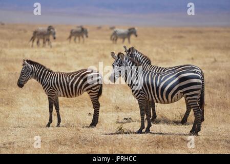 Faszinierende Zebras grasen die Savanne der Serengeti Nationalpark in Tansania. Stockfoto