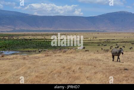 Faszinierende Zebras grasen die Savanne der Serengeti Nationalpark in Tansania. Stockfoto