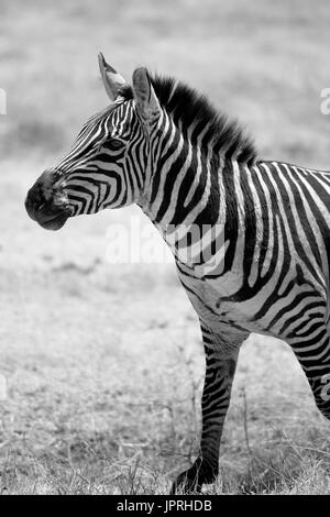 Faszinierende Zebras grasen die Savanne der Serengeti Nationalpark in Tansania. Stockfoto