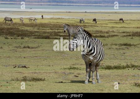 Faszinierende Zebras grasen die Savanne der Serengeti Nationalpark in Tansania. Stockfoto