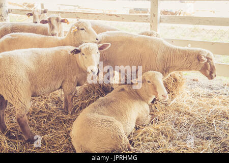 Schafe (Ovis Aries) entspannen Sie sich in ihren Stand auf der Kirmes in Vintage Gartenanlage Stockfoto