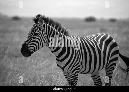 Faszinierende Zebras grasen die Savanne der Serengeti Nationalpark in Tansania. Stockfoto