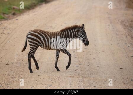 Faszinierende Zebras grasen die Savanne der Serengeti Nationalpark in Tansania. Stockfoto