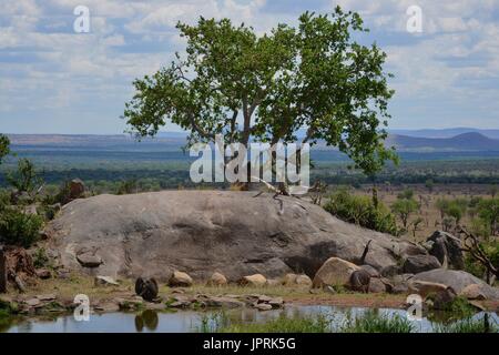 African Safari in Tansania Stockfoto