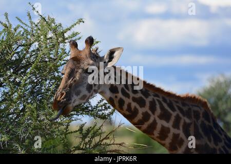 Giraffen grasen die Savanne der Serengeti Nationalpark in Tansania, Afrika. Stockfoto