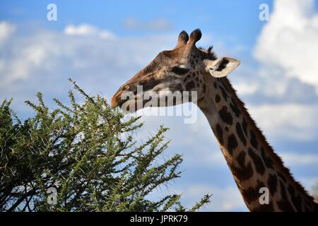 Giraffen grasen die Savanne der Serengeti Nationalpark in Tansania, Afrika. Stockfoto