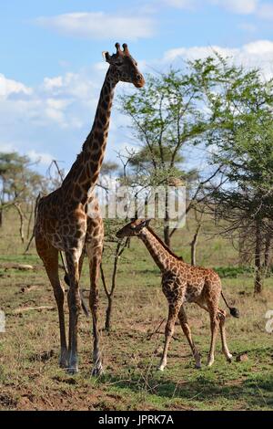 Giraffen grasen die Savanne der Serengeti Nationalpark in Tansania, Afrika. Stockfoto