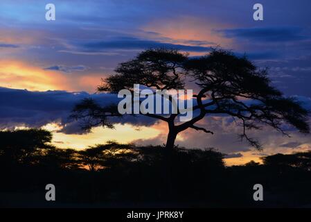 African Safari in Tansania Stockfoto