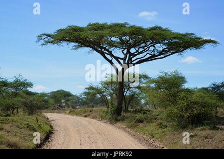 African Safari in Tansania Stockfoto