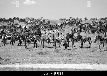 Faszinierende Zebras grasen die Savanne der Serengeti Nationalpark in Tansania. Stockfoto