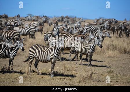 Faszinierende Zebras grasen die Savanne der Serengeti Nationalpark in Tansania. Stockfoto