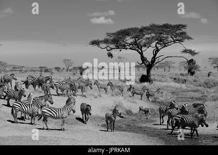 Faszinierende Zebras grasen die Savanne der Serengeti Nationalpark in Tansania. Stockfoto