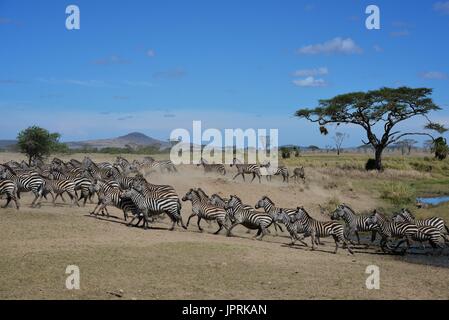 Faszinierende Zebras grasen die Savanne der Serengeti Nationalpark in Tansania. Stockfoto