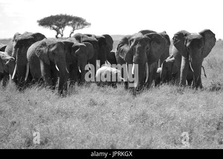 Elefanten durchstreifen die Serengeti Stockfoto
