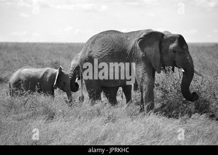 Elefanten durchstreifen die Serengeti Stockfoto