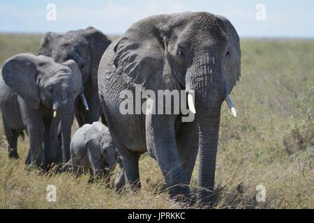 Elefanten durchstreifen die Serengeti Stockfoto